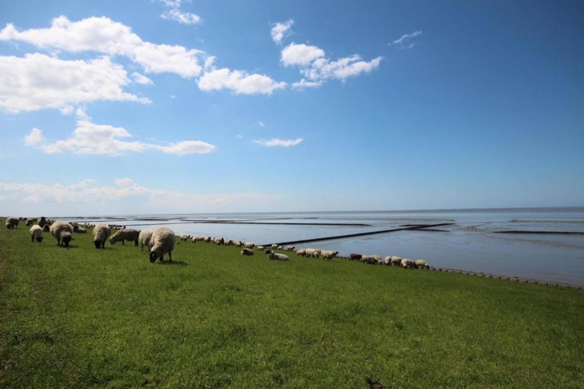 Kleine Nordseewelle Ohne Hund نوردين المظهر الخارجي الصورة